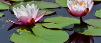 How are water lilies used?