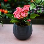 How to get rid of worms in flower pots: a review of effective techniques