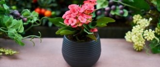 How to get rid of worms in flower pots: a review of effective techniques