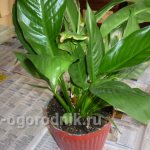 How to transplant spathiphyllum at home