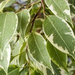 How to water a ficus at home