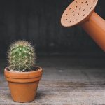 How to water cacti at home