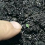 How to plant banana from seeds