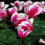 How cyclamen blooms