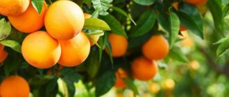 Как растут апельсины