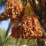 How dates grow, where, photos on trees, how to grow a palm tree from a seed