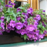 How to plant Achimenes rhizomes