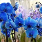 Как сделать, чтобы на орхидее распустились синие цветы