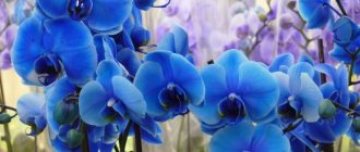 How to make blue flowers bloom on an orchid