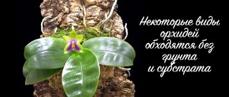 Как сделать грунт для орхидеи своими руками - состав и пропорции