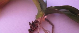 как спасти орхидею без корней