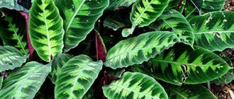 How to care for Calathea Varshevich at home