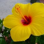 How to root hibiscus at home