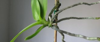 How to root an orchid