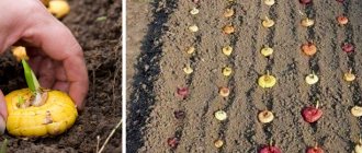 Как вырастить гладиолусы? Клубнелуковицы гладиолусов чаще всего сажают после 10 мая, выбирая для этого самое солнечное место.