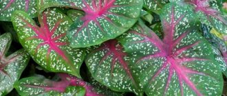 How to grow caladium in an apartment