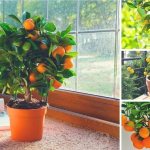 Как вырастить мандариновое дерево в домашних условиях: правила ухода