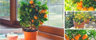 Как вырастить мандариновое дерево в домашних условиях: правила ухода