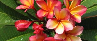 How to grow plumeria in the garden