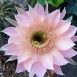 Echinopsis cactus - varieties and growing at home