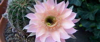 Echinopsis cactus - varieties and growing at home