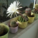 Cactus on the windowsill