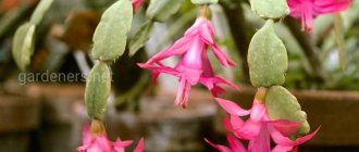 Schlumbergera cactus