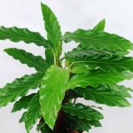 Calathea Rufibarba