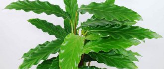 Calathea Rufibarba