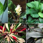 calathea species