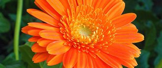 Calendula