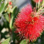 Каллистемон лимонный (Callistemon citrinus)