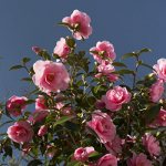 Camellia garden