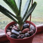 Pebbles for flowers in pots: what is soil with stones called?