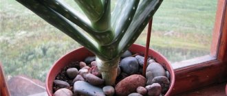 Pebbles for flowers in pots: what is soil with stones called?