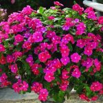 Catharanthus ampelous: growing from seeds at home