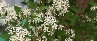 Small-flowered white clematis stinging