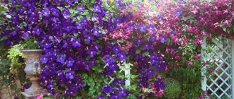 clematis in the garden