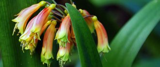 Кливия Гардена / Clivia gardenii