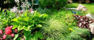 Flowerbed with hosta and ground covers