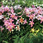 When and how to transplant lilies to a new place in the fall: in the Moscow region, in Siberia, in the Urals