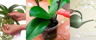 When to water an orchid