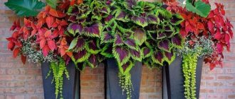 Coleus (60 photos): types and features of care