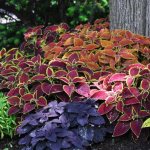 Coleus growing from seeds