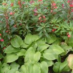 Combination of impatiens with hostas in a shady flower bed