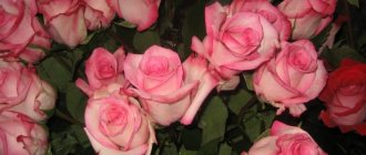 Комнатные кустовые розы в горшках: особенности ухода в домашних условиях
