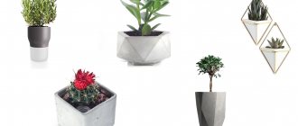 Комнатные растения являются важным элементом декора для оформления интерьера в любом стиле