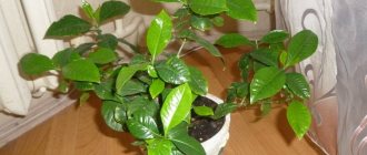 Indoor jasmine without buds