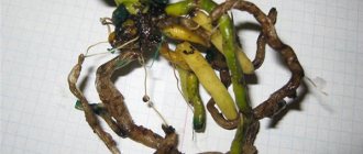 Orchid root rot