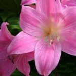 красивый цветок амариллиса